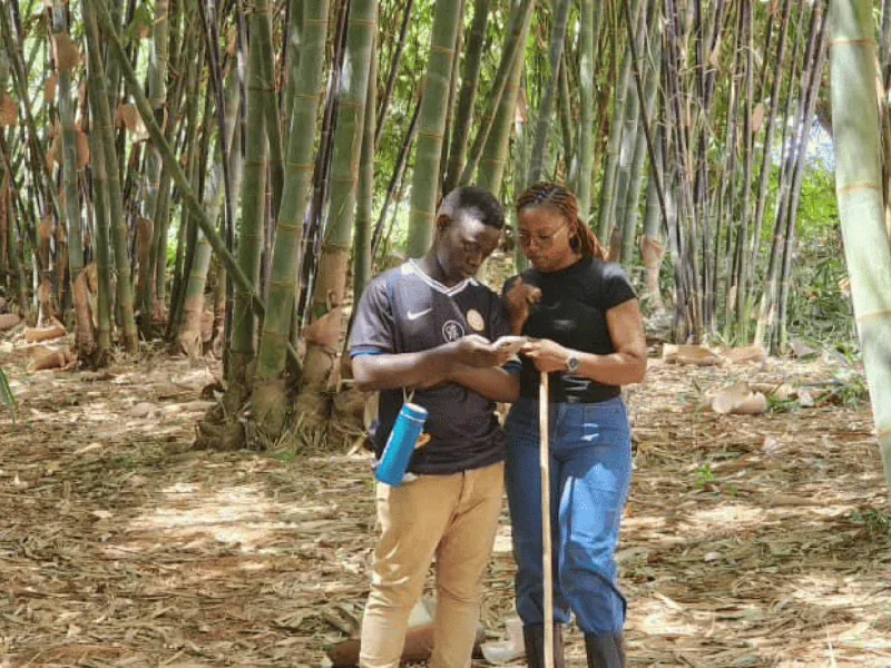 Two people looking at a phone in a bamboo forest